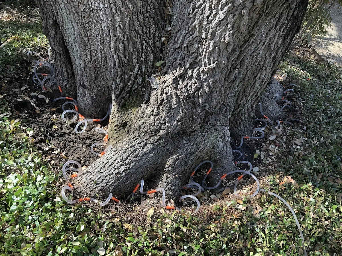 Detailed Tree Cabling and Bracing job site in Northport
