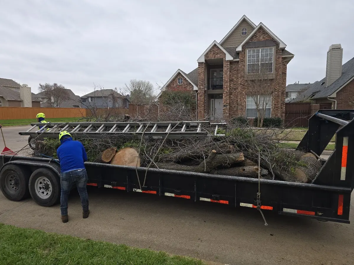 Expert Tree Pest Control with proper safety equipment in Northport